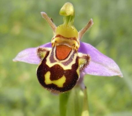 Nature’s Copycats: 10 Plants That Mimic Animals Bee Orchid (Ophrys apifera)