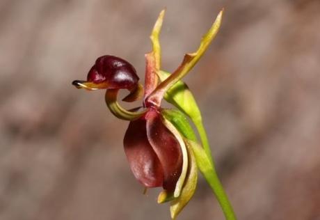 Nature’s Copycats: 10 Plants That Mimic Animals Flying Duck Orchid (Caleana major)
