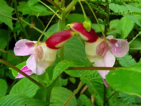 Nature’s Copycats: 10 Plants That Mimic Animals Parrot Flower (Impatiens psittacina)