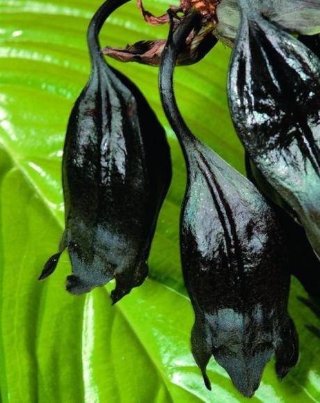Nature’s Copycats: 10 Plants That Mimic Animals Black Bat Flower (Tacca chantrieri)