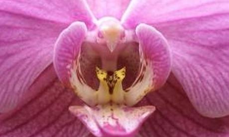 Nature’s Copycats: 10 Plants That Mimic Animals Moth Orchid (Phalaenopsis)