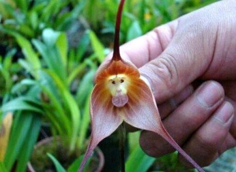Nature’s Copycats: 10 Plants That Mimic Animals Monkey Orchid (Dracula simia)