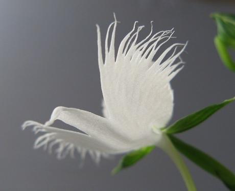 Nature’s Copycats: 10 Plants That Mimic Animals White Egret Orchid (Habenaria radiata)