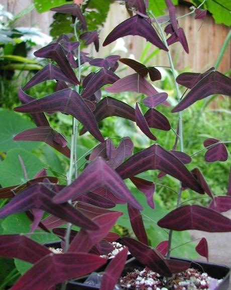 Nature’s Copycats: 10 Plants That Mimic Animals Butterfly Wing Plant (Christia vespertilionis)