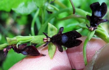 Nature’s Copycats: 10 Plants That Mimic Animals Fly Orchid (Ophrys insectifera)