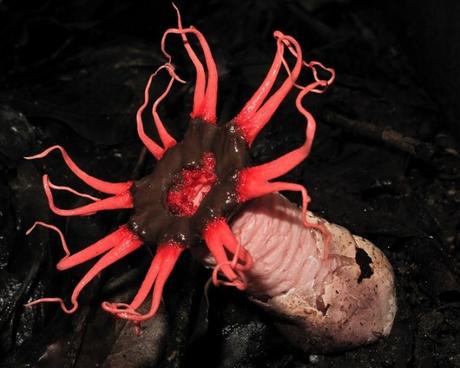 Nature’s Copycats: 10 Plants That Mimic Animals Octopus Stinkhorn (Clathrus archeri)
