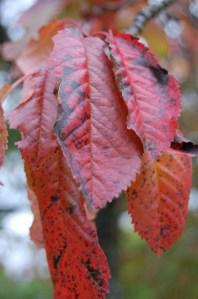 Prunus avium autumn leaf (08/10/2011, Horní Bečva, Czech)