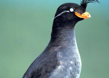 Crested Auklet