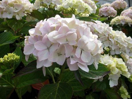 My favourite plant – The Hydrangea