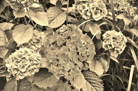 My favourite plant – The Hydrangea