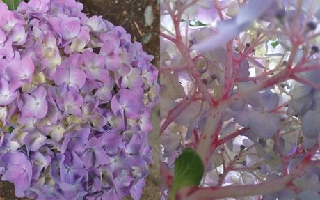 My favourite plant – The Hydrangea