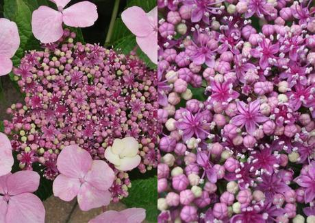 My favourite plant – The Hydrangea