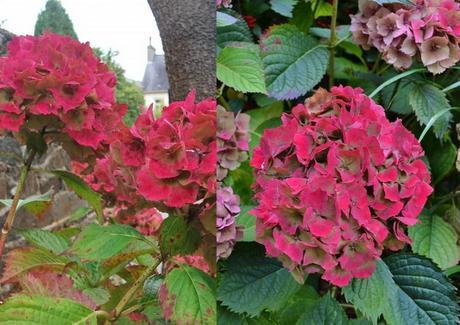 My favourite plant – The Hydrangea