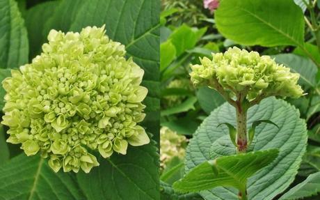 My favourite plant – The Hydrangea