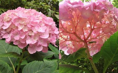 My favourite plant – The Hydrangea