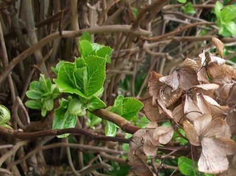 My favourite plant – The Hydrangea