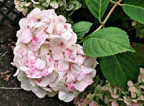 My favourite plant – The Hydrangea