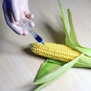 Genetically Modified Organisms in Food