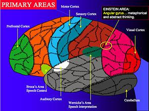 Neuroplasticity challenges the idea that brain...