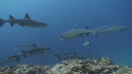 save sharks shark tourism whitetips