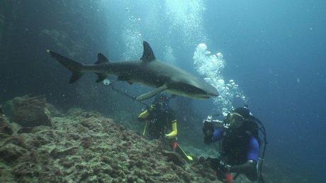save sharks shark tourism divers