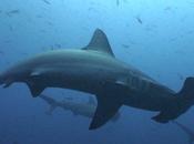Saving Sharks Through Shark Tourism