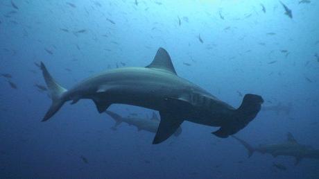 save sharks shark tourism hammerhead