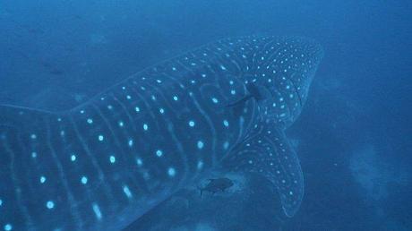 save sharks shark tourism whale shark