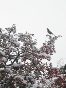 Bird Feeding Winter