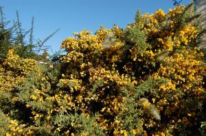 Ulex europaeus (15/10/2011, London)