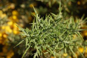 Ulex europaeus leaf (15/10/2011, London)