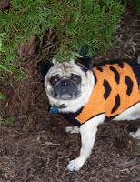 Buddy Fergurson's Tips for a Safe Pet Halloween