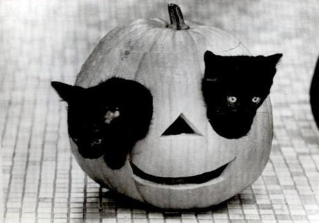 shoekitten:

If it’s bad luck a black cat crosses your path, what about if they come out of your eyes?
all the combinations of Halloween: orange + black, pumpkin + black cats.

