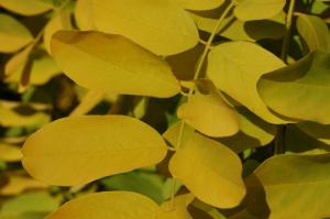 Robinia pseudoacacia 'Frisia' leaf (15/10/2011, London)