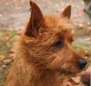 Australian Terrier