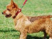 Featured Animal: Australian Terrier