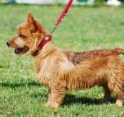 Australian Terrier