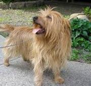 Australian Terrier