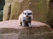 Cutest Baby Meerkat Pictures Entire Internet