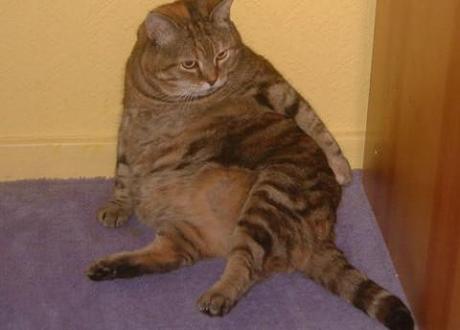 Britain’s pet obesity epidemic: Fat cats and dumpy dogs