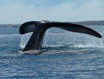 Tail of Southern Right Whale