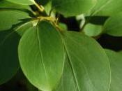 Plant Week: Griselinia Littoralis