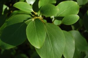 Griselinia littoralis leaf (15/10/2011, London)