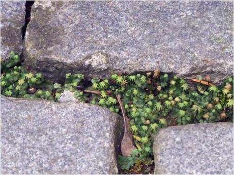 Cobblestone sedum miniature plant life