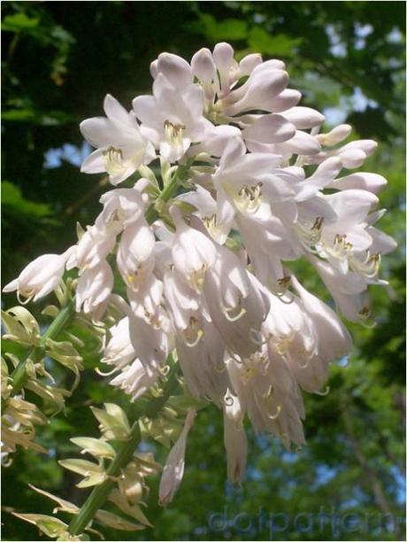 Cascading white flowers