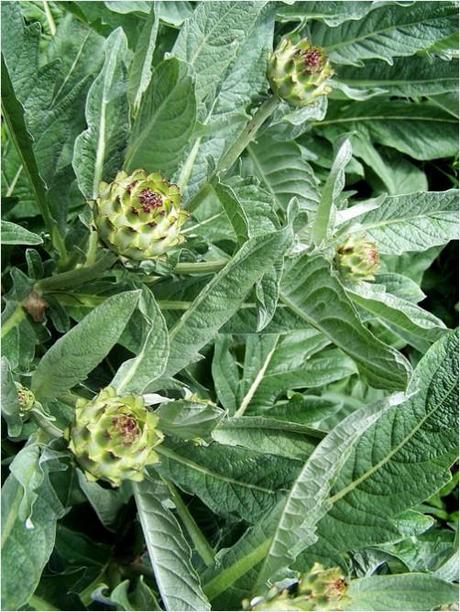 Floral artichoke bush flower buds