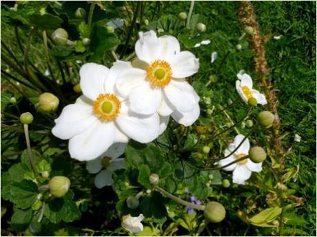 Bush Anemone scented flower hedgerow