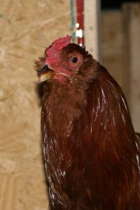 Lesson 426 – Cold and flu season for the chickens