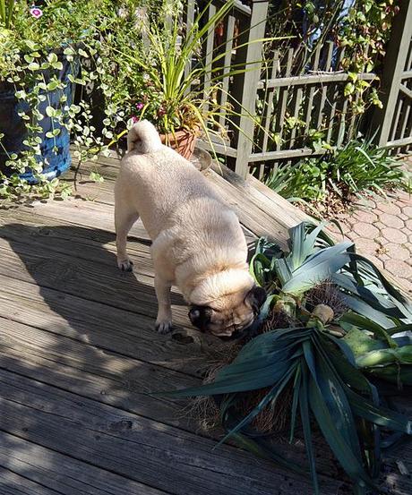 Fall Gardening with Buddy