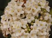 Plant Week: Viburnum Carlcephalum